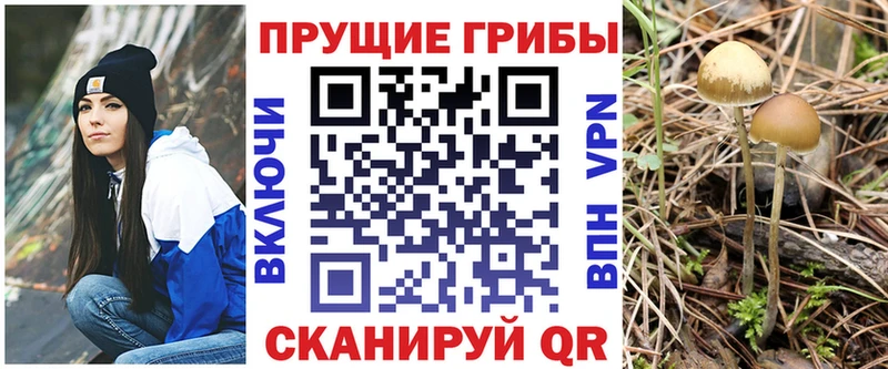 Галлюциногенные грибы Psilocybine cubensis  Дмитров 